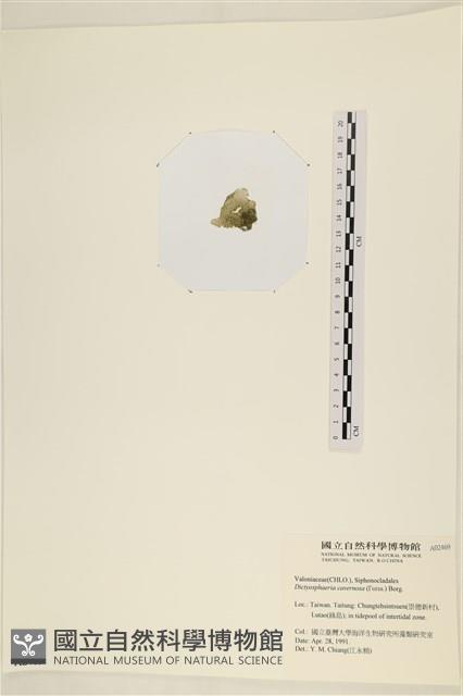 網球藻藏品圖，第3張