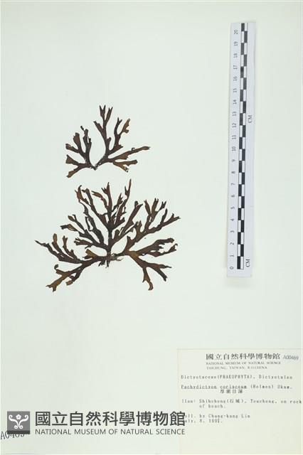 厚網目藻藏品圖，第1張