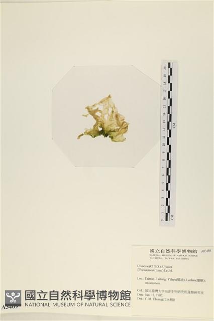 大石蓴, 石蓴藏品圖，第3張