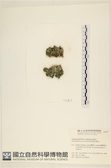 Accession Number:A00004369 Collection Image, Figure 3, Total 3 Figures