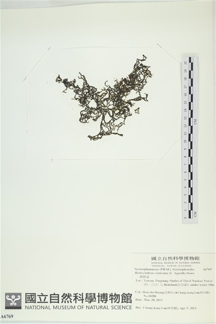 網胰藻藏品圖，第1張