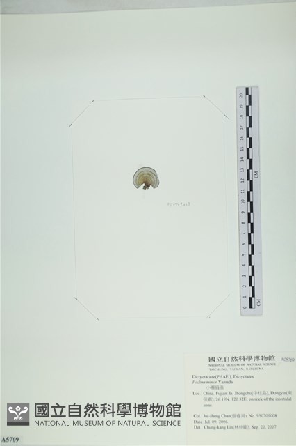 小團扇藻藏品圖，第3張