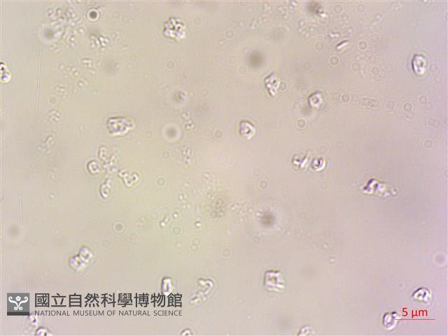 登錄號:A00004609藏品圖，第3張