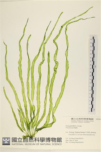 長片石蓴, 裂片石蓴藏品圖，第1張