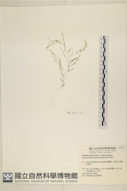 登錄號:A00007009藏品圖，第3張