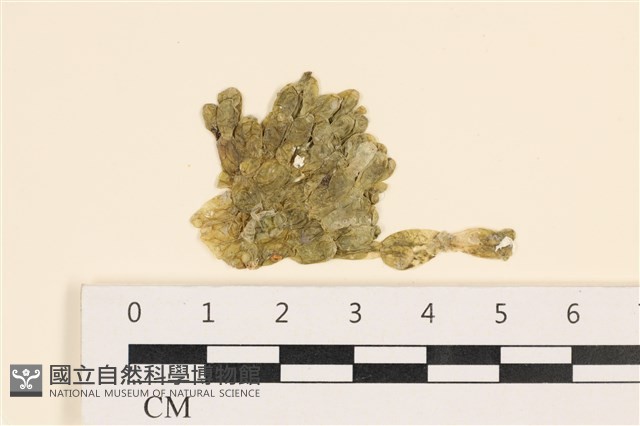 法囊藻藏品圖，第1張