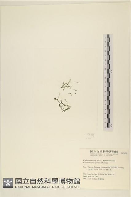 線形硬毛藻, 卷絲綠苔藏品圖，第3張