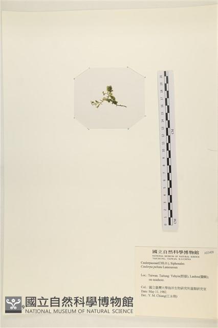 盾葉蕨藻藏品圖，第1張