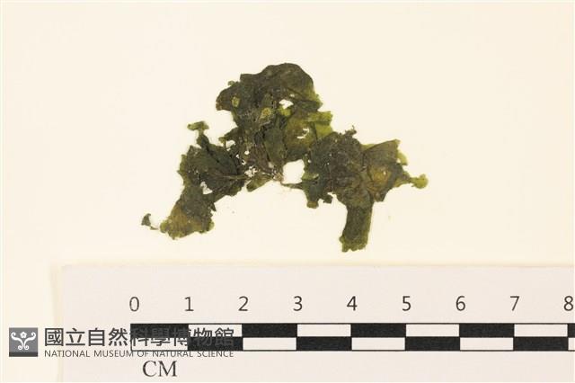 浮網藻, 肋葉藻藏品圖，第1張