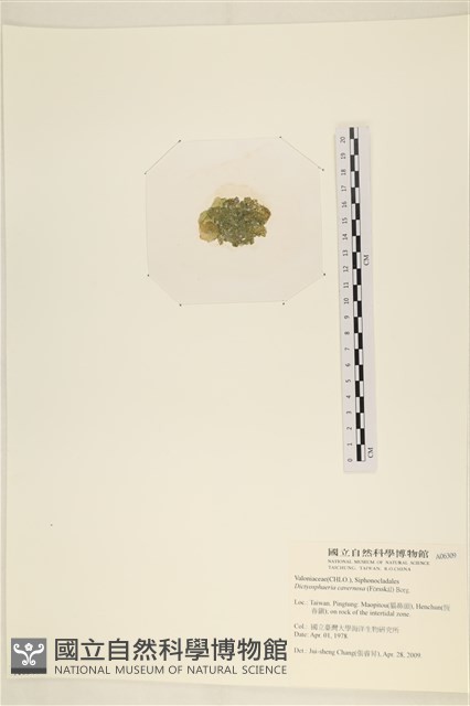 網球藻藏品圖，第3張