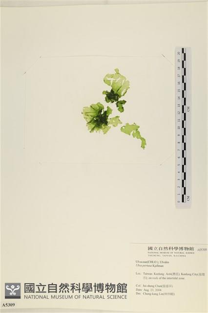 石蓴藏品圖，第1張