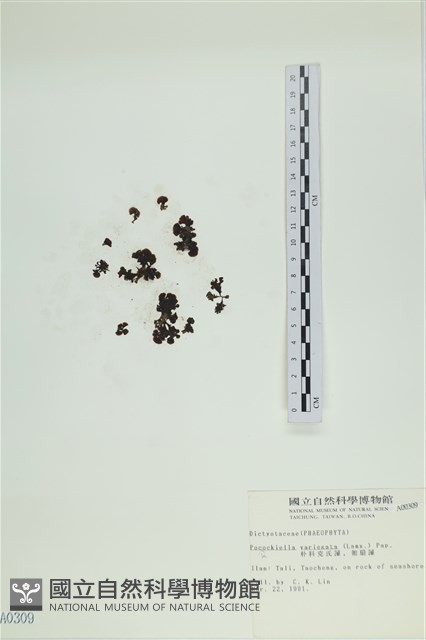 登錄號:A00000309藏品圖，第3張