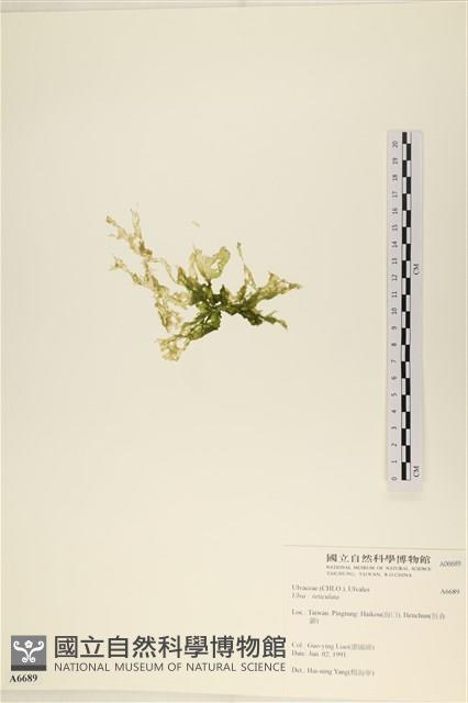 網石蓴藏品圖，第3張