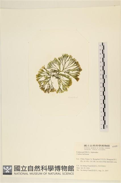 登錄號:A00005689藏品圖，第3張