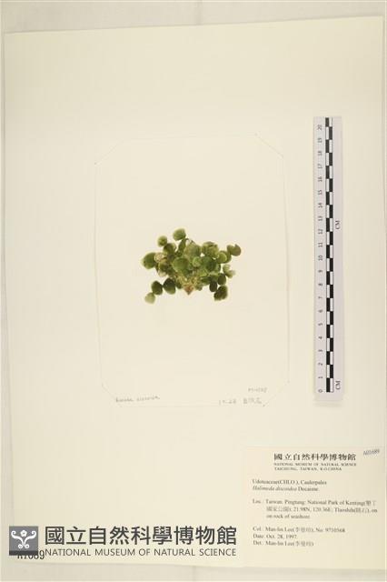 盤狀仙掌藻藏品圖，第3張