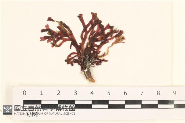 登錄號:A00006189藏品圖，第1張