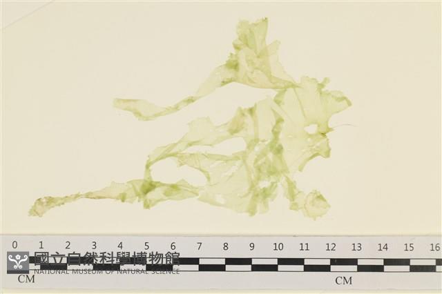 大石蓴, 石蓴藏品圖，第1張