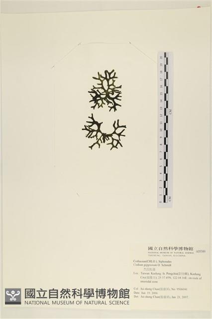 登錄號:A00005589藏品圖，第3張