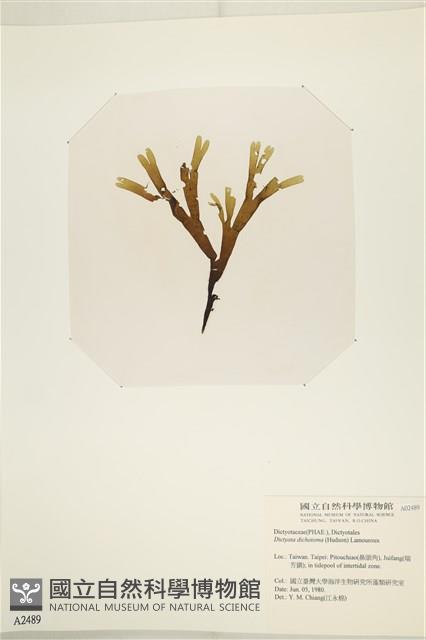 網目藻藏品圖，第3張