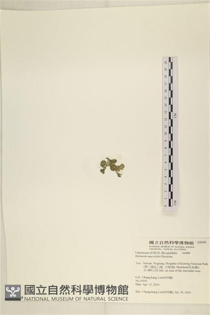 大葉海仙人掌, 大葉仙掌藻藏品圖，第3張
