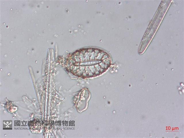 登錄號:A00004489藏品圖，第3張