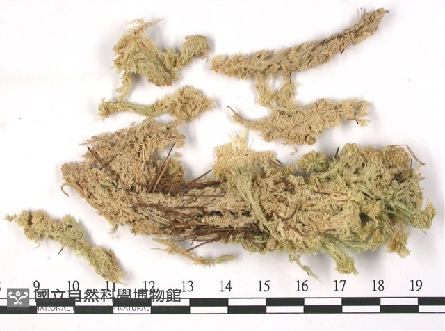 扭枝泥炭蘚藏品圖，第3張