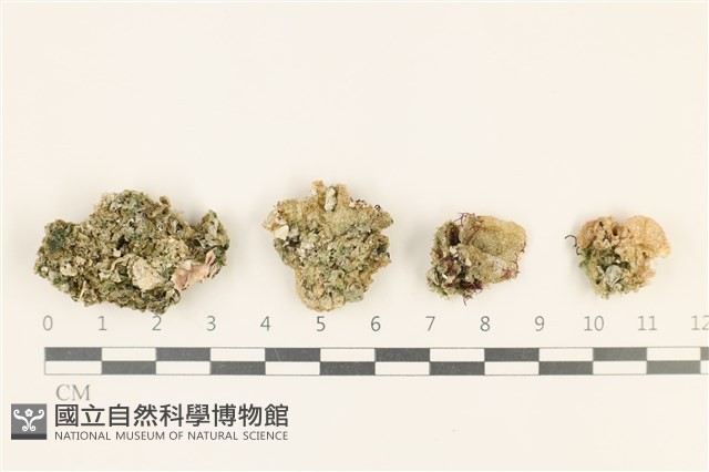 網球藻藏品圖，第1張