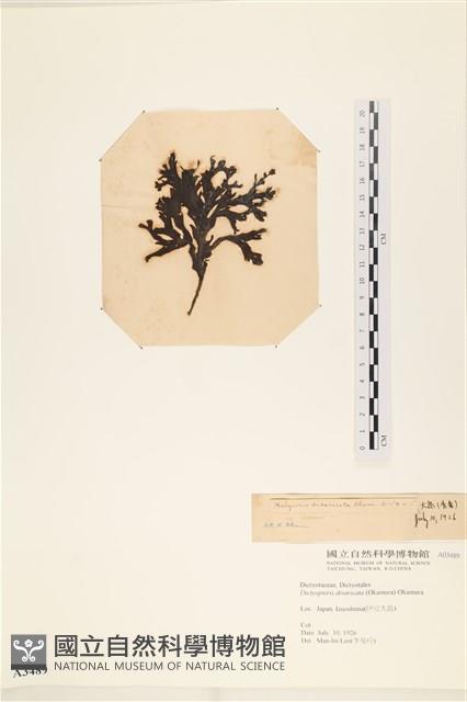 海網蕨藏品圖，第3張