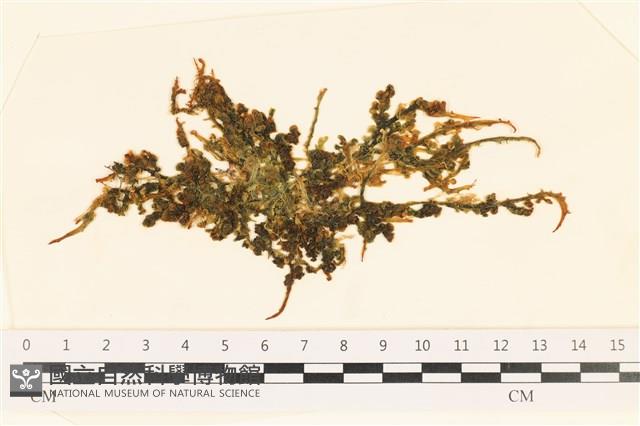 登錄號:A00004889藏品圖，第1張