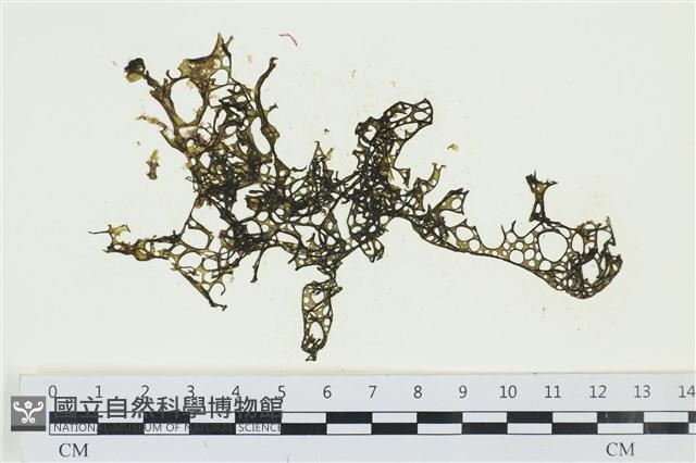 網胰藻藏品圖，第1張