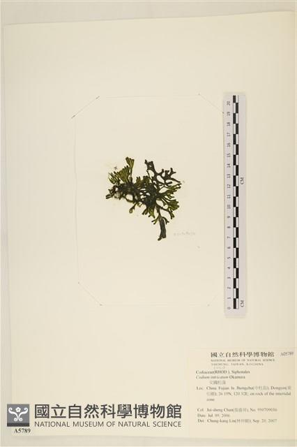 登錄號:A00005789藏品圖，第3張
