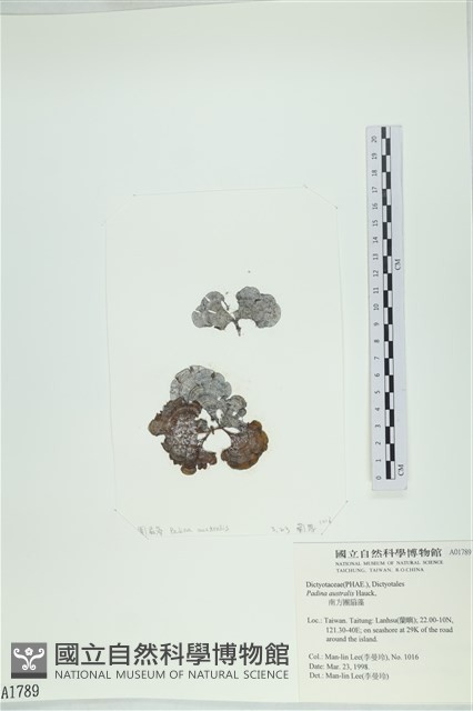 南方團扇藻藏品圖，第1張