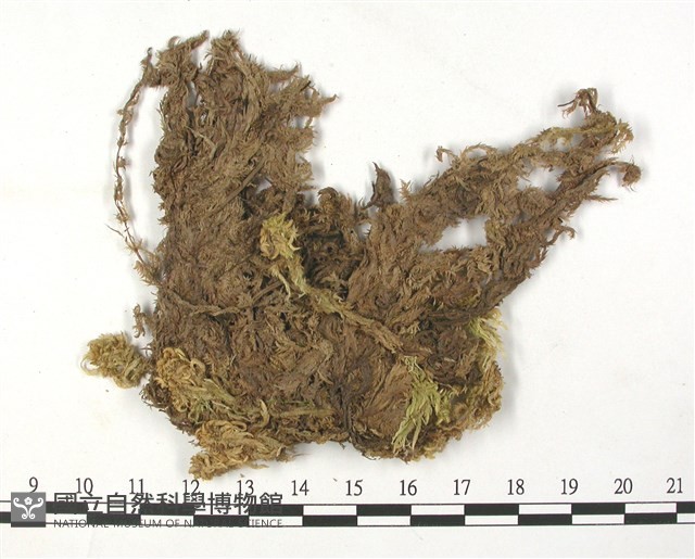 扭枝泥炭蘚藏品圖，第3張
