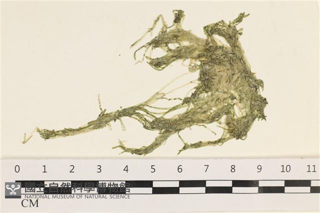 指枝藻藏品圖，第1張