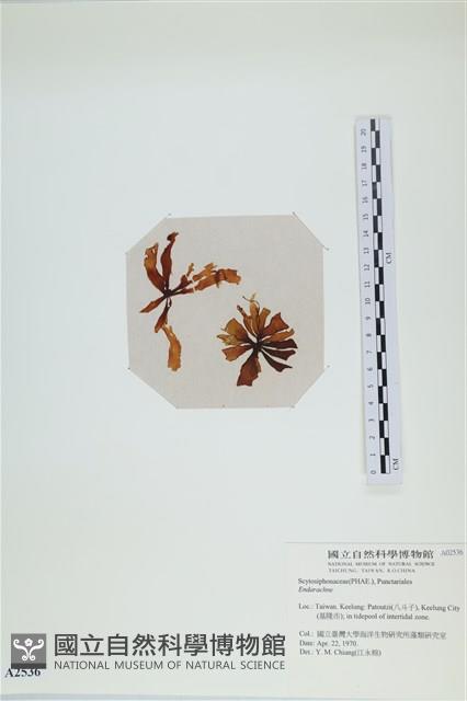 登錄號:A00002536藏品圖，第1張