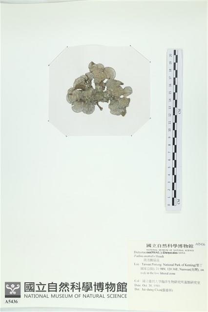 南方團扇藻藏品圖，第3張