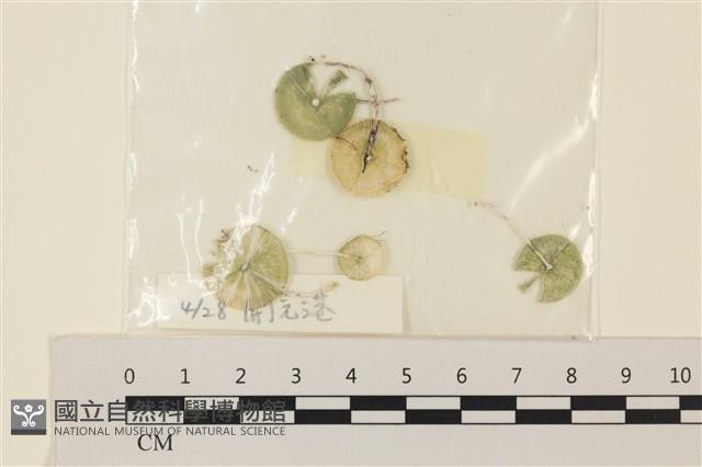 傘藻藏品圖，第1張