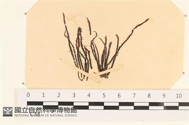 登錄號:A00003936藏品圖，第1張