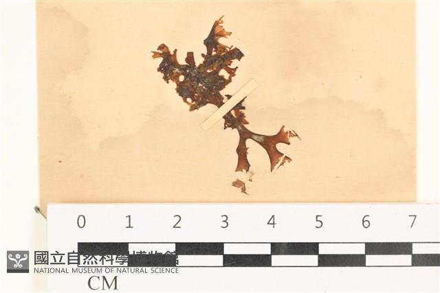 登錄號:A00003836藏品圖，第1張