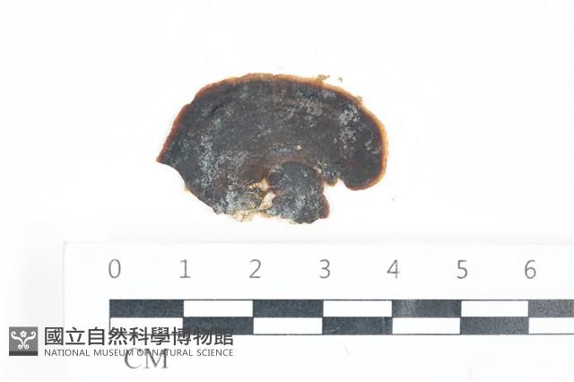 登錄號:A00003336藏品圖，第1張