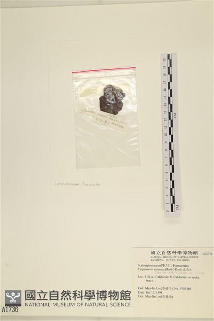 袋苔, 囊藻藏品圖，第3張