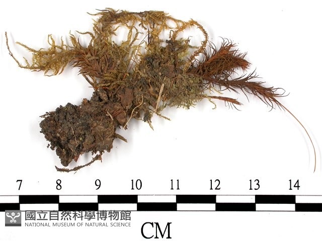擬金髮蘚藏品圖，第3張