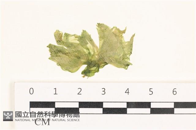 大石蓴, 石蓴藏品圖，第1張