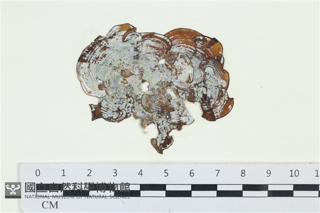 南方團扇藻藏品圖，第1張