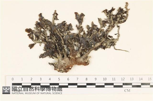 登錄號:A00008056藏品圖，第1張