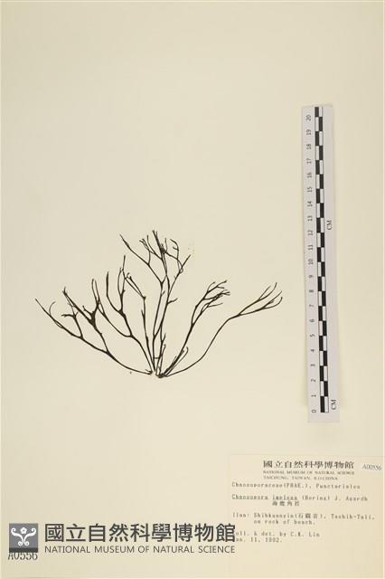 海鹿角苔藏品圖，第3張