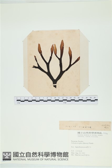 白氏藻藏品圖，第1張