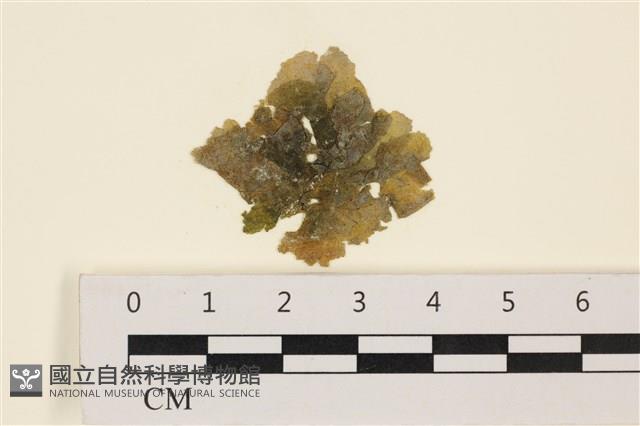 黑葉小網藻藏品圖，第1張