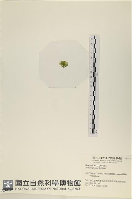 茶花石蓴, 牡丹菜藏品圖，第3張