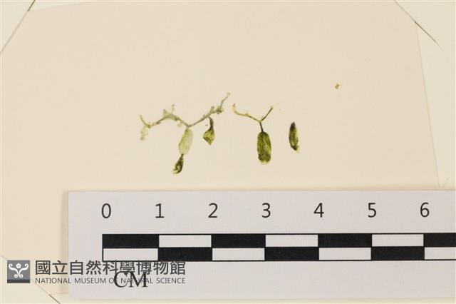 登錄號:A00004956藏品圖，第1張